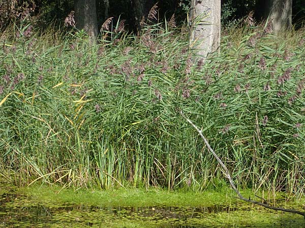 Isolepis fluitans \ Flutende Moorbinse, Flutende Schuppensimse / Swimming Scirpus, D Elmpt 6.9.2021