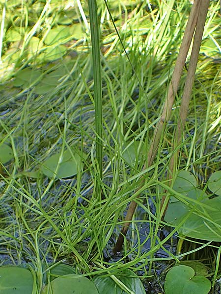 Isolepis fluitans \ Flutende Moorbinse, Flutende Schuppensimse / Swimming Scirpus, D Elmpt 6.9.2021