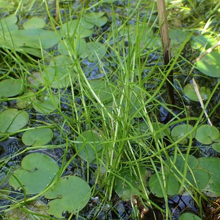 Isolepis fluitans \ Flutende Moorbinse, Flutende Schuppensimse / Swimming Scirpus, D Elmpt 6.9.2021