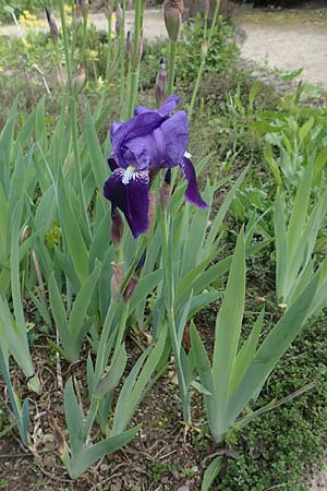 Iris germanica \ Deutsche Schwertlilie / German Iris, D Weinheim an der Bergstraße, Botan. Gar.  Hermannshof 1.5.2016