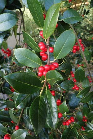 Ilex aquifolium \ Stechpalme / Holly, D Weinheim an der Bergstraße 22.10.2020