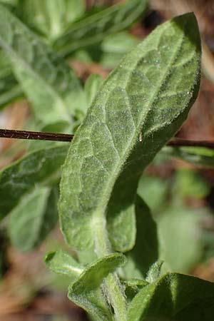 Pulicaria dysenterica \ Groes Flohkraut / Common Fleabane, D Lampertheim 11.9.2022