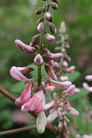 Indigofera potaninii \ Indigo-Strauch / Indigo, D Weinheim an der Bergstraße, Botan. Gar.  Hermannshof 29.5.2025