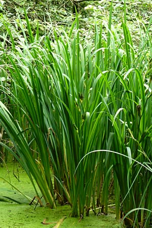 Iris pseudacorus \ Gelbe Schwertlilie / Yellow Iris, D Heppenheim-Kirschhausen 26.6.2015