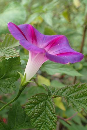 Ipomoea purpurea \ Trichter-Winde, Violette Prunk-Winde / Purple Morning Glory, D Mannheim 12.9.2015