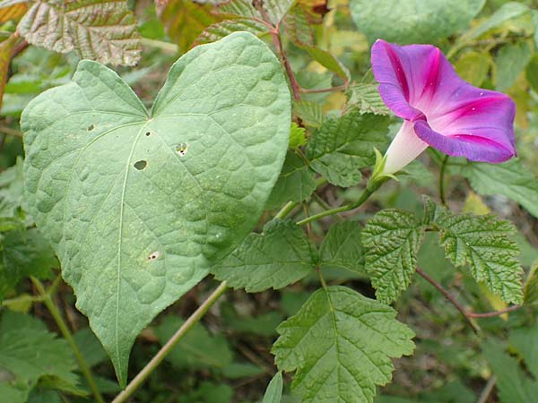 Ipomoea purpurea \ Trichter-Winde, Violette Prunk-Winde / Purple Morning Glory, D Mannheim 12.9.2015