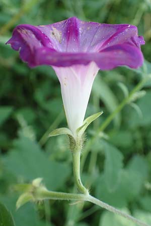 Ipomoea purpurea \ Trichter-Winde, Violette Prunk-Winde / Purple Morning Glory, D Mannheim 17.9.2017