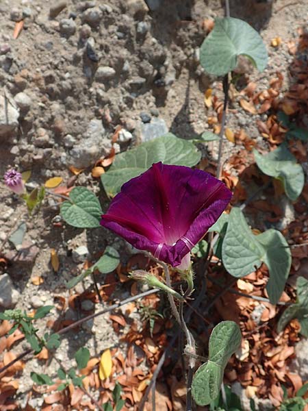 Ipomoea purpurea \ Trichter-Winde, Violette Prunk-Winde / Purple Morning Glory, D Mannheim 16.9.2018