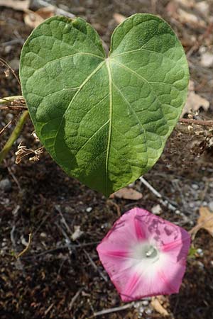 Ipomoea purpurea \ Trichter-Winde, Violette Prunk-Winde / Purple Morning Glory, D Mannheim 11.10.2018