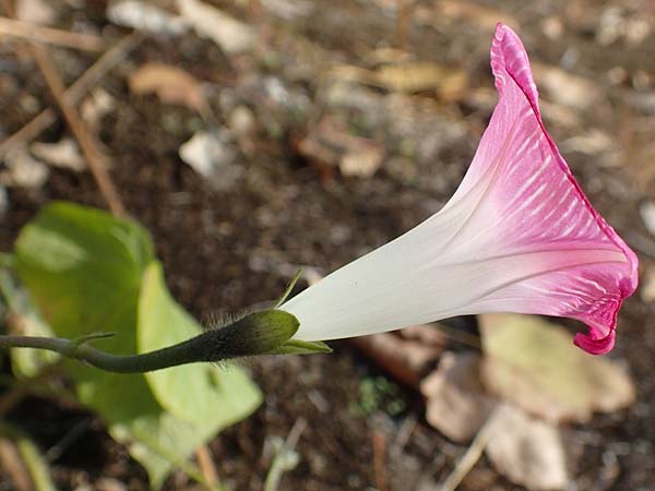 Ipomoea purpurea \ Trichter-Winde, Violette Prunk-Winde / Purple Morning Glory, D Mannheim 11.10.2018
