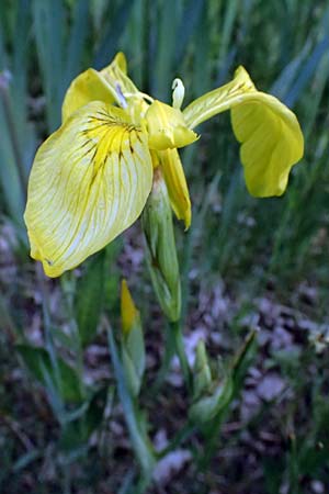 Iris pseudacorus \ Gelbe Schwertlilie / Yellow Iris, D Rain 8.5.2025