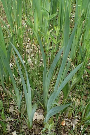 Iris pseudacorus \ Gelbe Schwertlilie / Yellow Iris, D Rain 8.5.2025