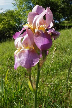Iris squalens \ Schmutziggelbe Schwertlilie / Brown-flowered Iris, D Hemsbach 18.5.2015