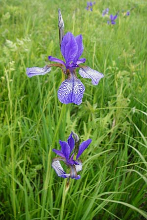 Iris sibirica \ Sibirische Schwertlilie / Siberian Iris, D Grettstadt 1.6.2015