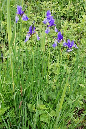 Iris sibirica \ Sibirische Schwertlilie / Siberian Iris, D Grettstadt 1.6.2015