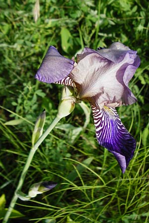 Iris sambucina \ Holunder-Schwertlilie / Elder-Scented Iris, D Tübingen 3.6.2015