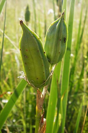 Iris spuria \ Bastard-Schwertlilie / Blue Iris, D Groß-Gerau 30.6.2015