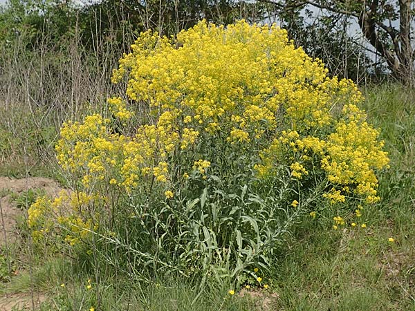 Isatis tinctoria \ Frber-Waid / Woad, D Viernheim 3.5.2018