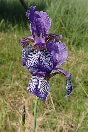 Iris sibirica \ Sibirische Schwertlilie / Siberian Iris, D Groß-Gerau 28.5.2018