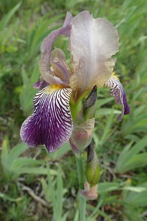 Iris squalens \ Schmutziggelbe Schwertlilie / Brown-flowered Iris, D Werbach 29.5.2019