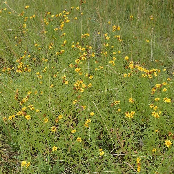 Pentanema salicinum \ Weidenblttriger Alant, D Istein 16.7.2019