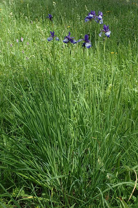 Iris sibirica \ Sibirische Schwertlilie / Siberian Iris, D Thüringen, Erfurt 13.6.2022