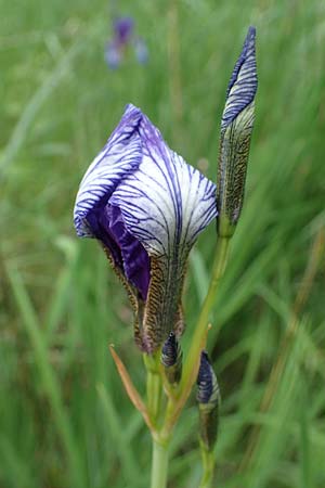 Iris sibirica \ Sibirische Schwertlilie / Siberian Iris, D Thüringen, Erfurt 13.6.2022