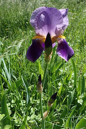 Iris sambucina \ Holunder-Schwertlilie / Elder-Scented Iris, D Weinheim an der Bergstraße 25.5.2023