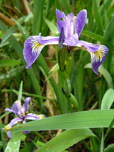 Iris versicolor \ Verschiedenfarbige Schwertlilie, Schillernde Schwertlilie / Wild Iris, D Biebergemünd 1.6.2015