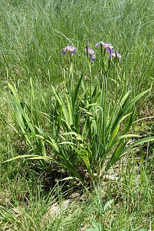 Iris versicolor \ Verschiedenfarbige Schwertlilie, Schillernde Schwertlilie / Wild Iris, D Schwarzwald/Black-Forest, Feldsee 10.7.2016