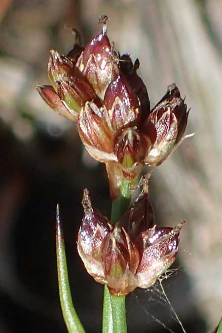 Juncus bulbosus subsp. kochii \ Kochs Zwiebel-Binse / Koch's Rush, D Hunsrück, Börfink 26.6.2023