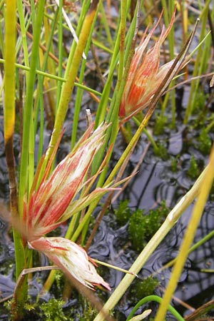 Juncus articulatus \ Glieder-Binse, Glanzfrchtige Binse / Jointlead Rush, D Kehl 28.7.2012