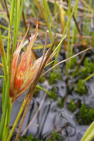 Juncus articulatus \ Glieder-Binse, Glanzfrchtige Binse / Jointlead Rush, D Kehl 28.7.2012
