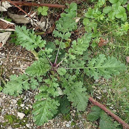 Senecio jacobaea \ Jakobs-Greiskraut, Jakobs-Kreuzkraut / Common Ragwort, D Bochum 9.9.2020