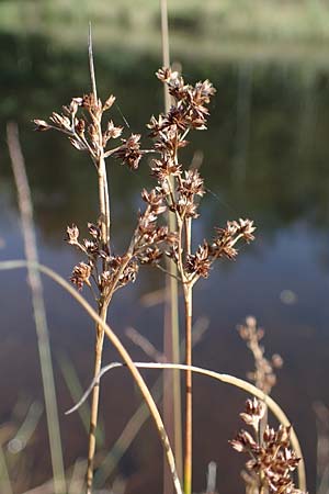 Juncus articulatus \ Glieder-Binse, Glanzfrchtige Binse / Jointlead Rush, D Elmpt 6.9.2021