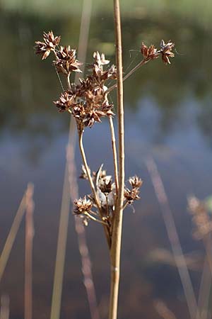 Juncus articulatus \ Glieder-Binse, Glanzfrchtige Binse / Jointlead Rush, D Elmpt 6.9.2021