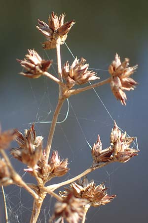 Juncus articulatus \ Glieder-Binse, Glanzfrchtige Binse / Jointlead Rush, D Elmpt 6.9.2021