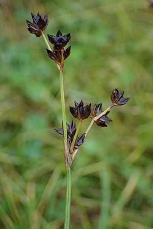 Juncus articulatus \ Glieder-Binse, Glanzfrchtige Binse / Jointlead Rush, D Hohwacht 17.9.2021