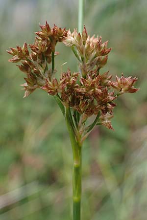 Juncus acutiflorus \ Spitzbltige Binse / Sharp-flowered Rush, D Böhl-Iggelheim 2.7.2023