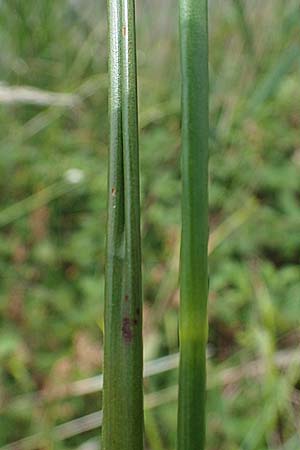 Juncus acutiflorus \ Spitzbltige Binse / Sharp-flowered Rush, D Böhl-Iggelheim 2.7.2023