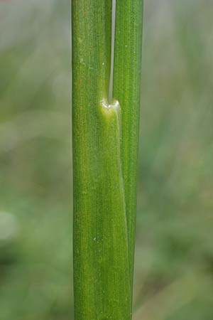 Juncus acutiflorus \ Spitzbltige Binse / Sharp-flowered Rush, D Böhl-Iggelheim 2.7.2023