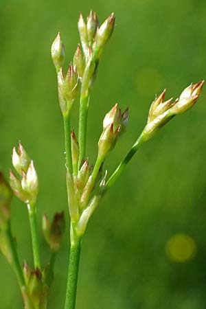 Juncus articulatus \ Glieder-Binse, Glanzfrchtige Binse / Jointlead Rush, D Otzberg 16.8.2025