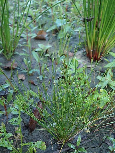 Juncus bufonius \ Krten-Binse / Toad Rush, D Bahlingen am Kaiserstuhl 24.9.2021