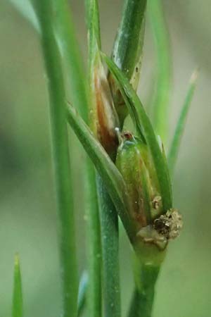 Juncus bufonius \ Krten-Binse / Toad Rush, D Schutterwald 1.10.2021