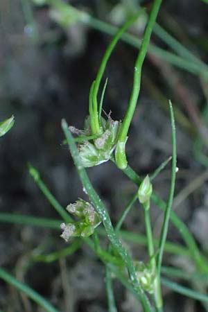 Juncus bulbosus \ Zwiebel-Binse / Bulbous Rush, D Hunsrück, Börfink 18.7.2022