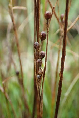Juncus compressus \ Zusammengedrckte Binse / Round-Fruited Rush, D Weißenthurm-Kaltenengers 27.9.2017