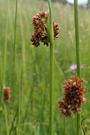 Juncus conglomeratus \ Knuel-Binse / Compact Rush, Common Rush, D Schwarzwald/Black-Forest, Schiltach 22.5.2020