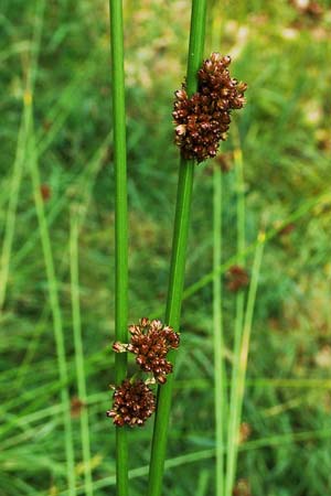 Juncus conglomeratus \ Knuel-Binse / Compact Rush, Common Rush, D Hunsrück, Börfink 18.7.2020