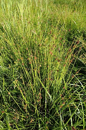 Juncus conglomeratus \ Knuel-Binse / Compact Rush, Common Rush, D Burghaun 30.7.2020
