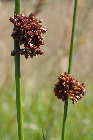 Juncus conglomeratus \ Knuel-Binse / Compact Rush, Common Rush, D Allenbach 26.6.2023